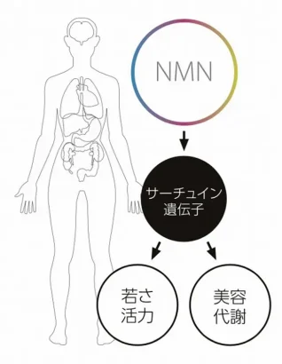 NMN点滴で期待できる作用