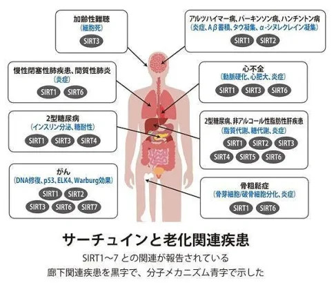 研究が進められている分野